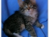 sofiia'sblackmactabby&whitem(1)_small