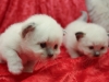Burman Kittens