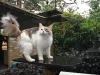 Yelena in Outdoor Cat Area