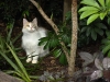 Yelena in Outdoor Cat Area