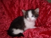   Miakoschka Coorah, Miakoschka Keli, Miakoschka Liliya  Now calling Inspurrations cattery home USA