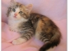 kisa'ssilvertortietabbyandwhitef