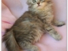 kisa'ssilvertortietabbyf