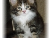 Tristan will be living in Holland with Angela  and her family and be part of her breeding program at  Tomintoul\'s  cattery