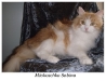 Gd Ch Miaschoska Sabina is now living in Sydney with the Cox family and also has her son Tchaikovsky
