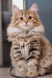 Belshazar-Von-Der-Selenga-kitten.jpg