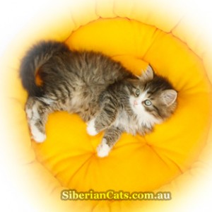 Kitten-in-Cat-Beds