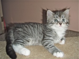 Siberian Cat   Miakoschka   AVAILABLE Kitte