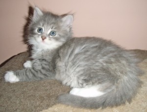 Siberian Cat   Miakoschka   AVAILABLE Kitte