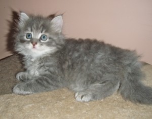 Siberian Cat   Miakoschka   AVAILABLE Kitte