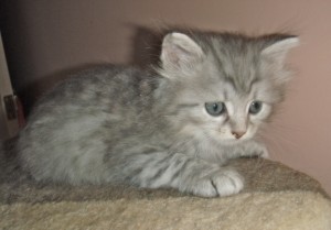 Siberian Cat   Miakoschka   AVAILABLE Kitte