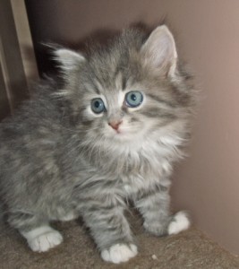 Siberian Cat   Miakoschka   AVAILABLE Kitte