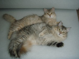Siberian Cat   Miakoschka   AVAILABLE Kitte