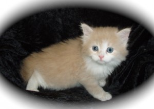 Siberian Cat   Miakoschka   Kings & Queens