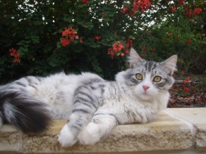 Siberian Cat   Miakoschka   Kings & Queens