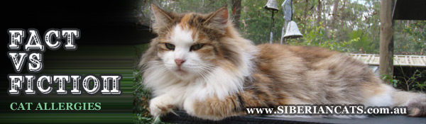 Siberian Cat   Miakoschka   Cat Allergies
