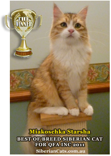 Best of Breed Siberian Cat for QFA Inc 201