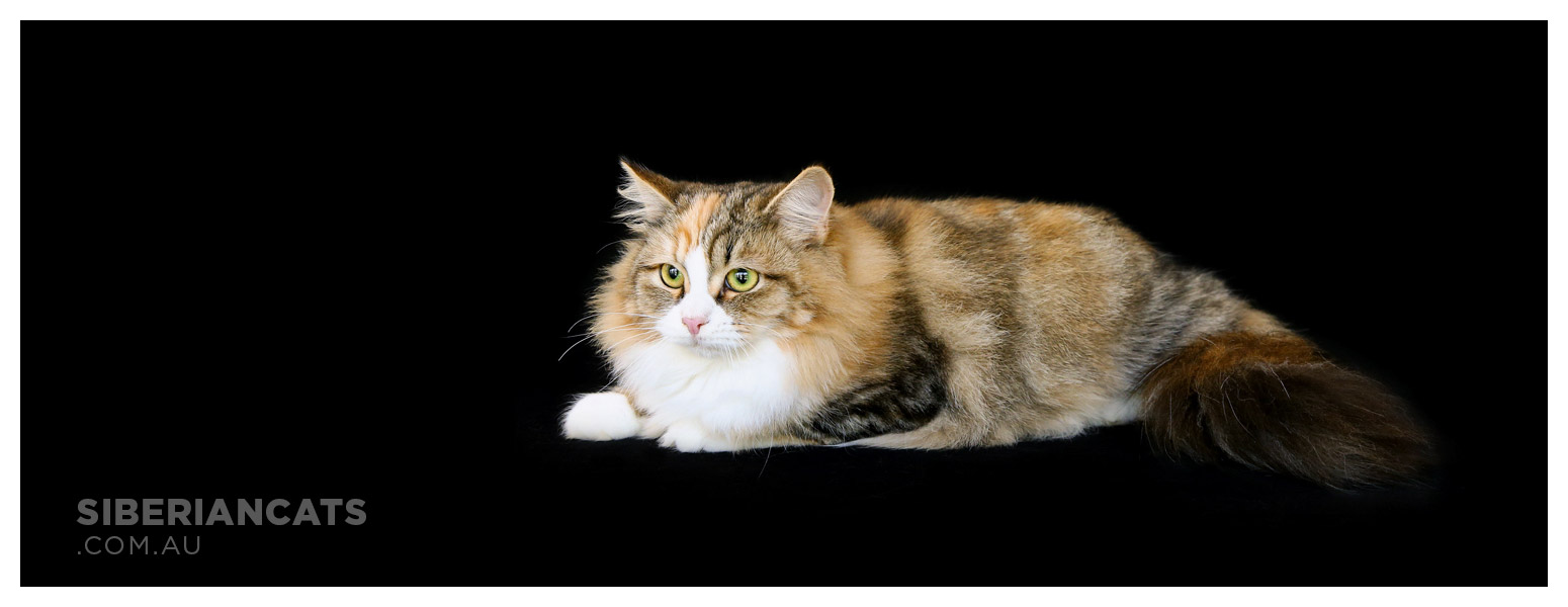 Traditional Siberian Cat Breeders in Australia