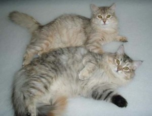 Our two girls Tasiyia and Xanthia helping me work!