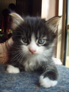 black-classic-white-m1 Siberian Cat Miakoschka Gallery
