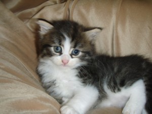 black-mac-tab-white-boy1 Siberian Cat Miakoschka Gallery