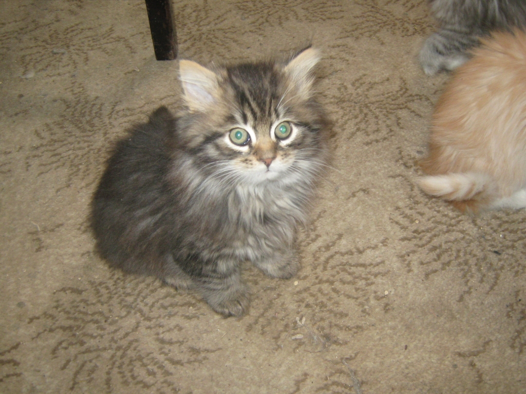 black-mac-tabby-boy.jpg