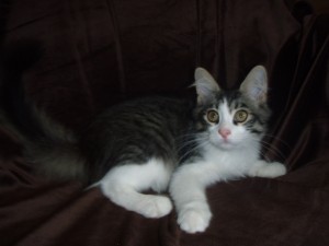 black-mac-tabby-girl Siberian Cat Miakoschka Gallery