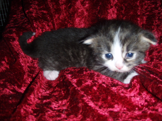 black-mac-tabby-white-boy-w-blaze.jpg