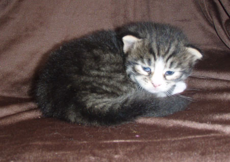 black-mac-tabby-white-boy5.jpg