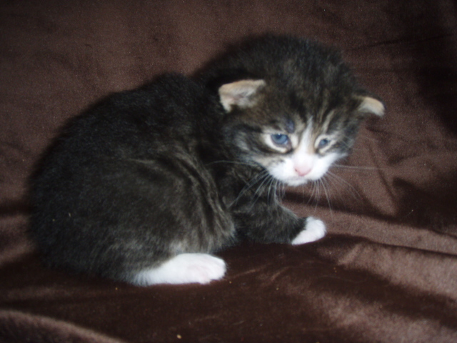black-mac-tabby-white-girl.jpg