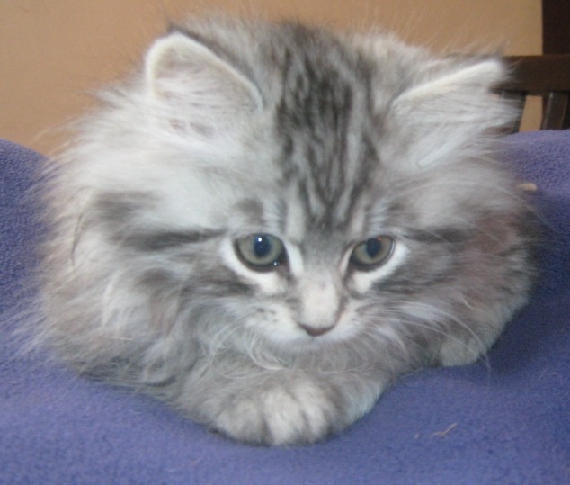 black-silver-tabby-male.jpg
