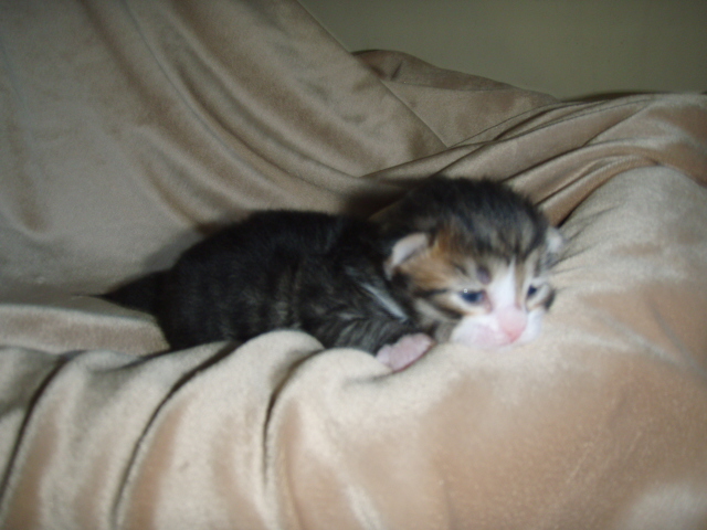 black-tabby-white-boy.jpg