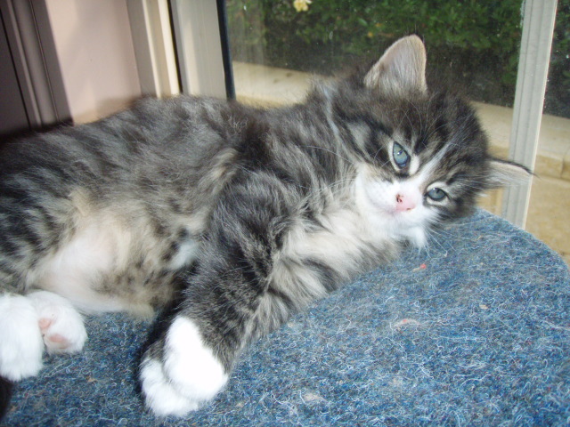 black-tabby-white-girl1.jpg