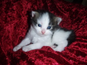 black-white-f2 Siberian Cat Miakoschka Gallery