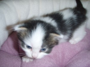 black-white-m Siberian Cat Miakoschka Gallery