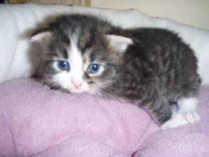 blk-tab-white-male-lge-blaze2 Siberian Cat Miakoschka Gallery