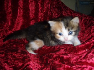 blk-tortie-white-girl2 Siberian Cat Miakoschka Gallery