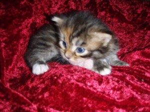 blk-tortie-white3 Siberian Cat Miakoschka Gallery
