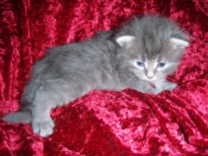 blue-tabby-boy Siberian Cat Miakoschka Gallery