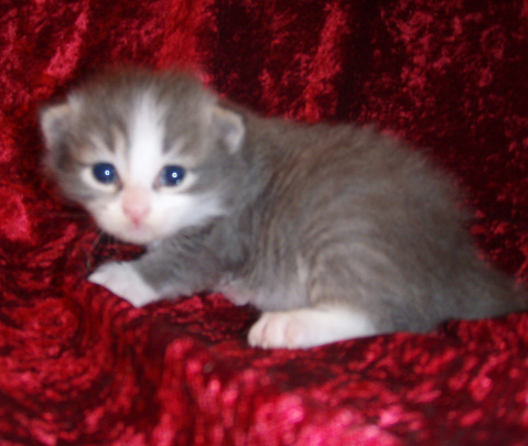 blue tabby siberian cat