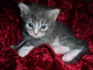 blue-tabby-white-boy5 Siberian Cat Miakoschka Gallery