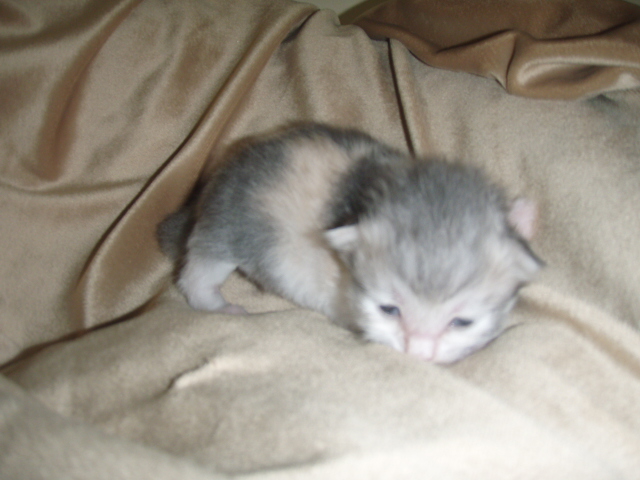 blue-tortie-and-white1.jpg