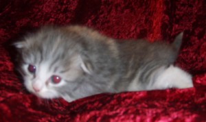 blue-tortie-white-girl2 Siberian Cat Miakoschka Gallery