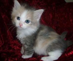 blue-tortie-white-girl3 Siberian Cat Miakoschka Gallery
