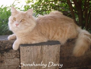 This section is devoted to some very special cats that have shared our lives Without them in our breeding program we would not have been able to establish the wonderful cats we have here today. They have helped us to produce cats of wonderful temperment and are as close to the standards we aim for as possible.We have been very lucky to find special familys that have given them a home to share and I am sure they are more enriched for the special cats that bring the  joy of cat ownership that is special.