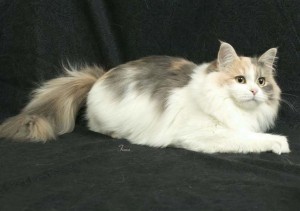 Ch Miaschoska Yelena