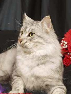 Gold Dbl Grand Champion Sibano's Czar of the Rings Gold Dbl Grand Champion Sibano's Czar of the Rings