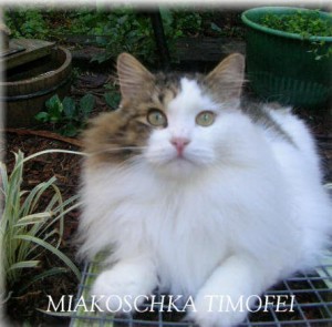 MiakoschkaTimofei MiakoschkaTimofei