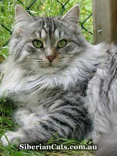 hypoallergenic-cat-breeds