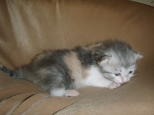 kathys-girl Siberian Cat Miakoschka Gallery